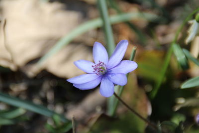 Close-up of purple flower