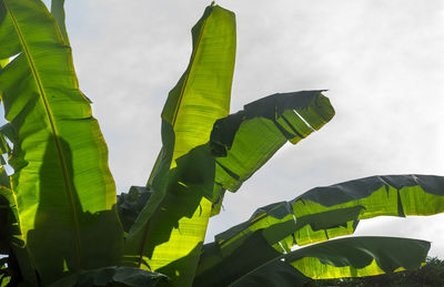 Low angle view of green leaf against sky