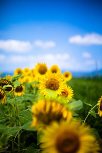 Close-up of sunflower on field against sky