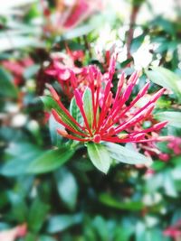 Close-up of red flowering plant