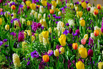 Close-up of fresh crocus flowers blooming in field