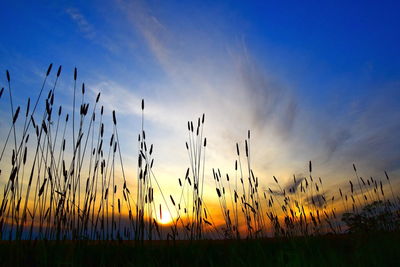 Scenic view of field against sky at sunset