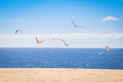 Natural landscape with birds flying over the dunes, blue sky with clouds el corralejo fuerteventura