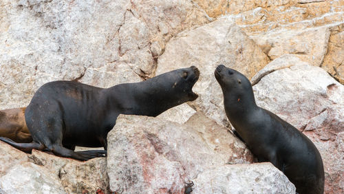 High angle view of sea lion on rock