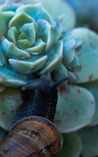 Close-up of a snail on a succulent plant