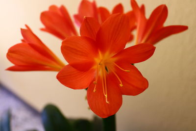 Close-up of orange flower