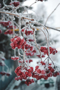 Close-up of frozen berries on tree