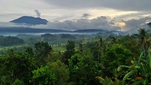 Scenic view of forest against sky