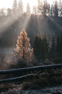 Autumn trees in forest during winter