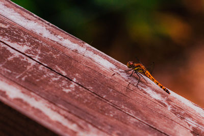 Close-up of ants on wood