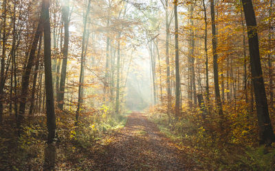 Trees in forest during autumn