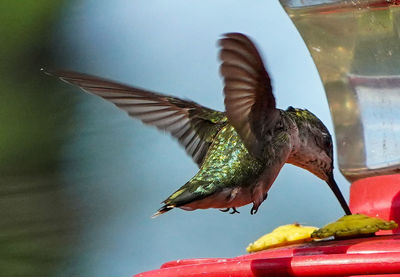 A female red throated hummingbird drinks from the feeder.
