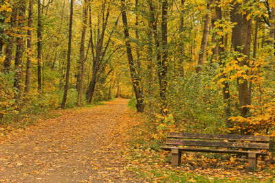 Trees in forest during autumn