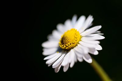 Close-up of white daisy against black background