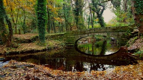 Reflection of trees in forest