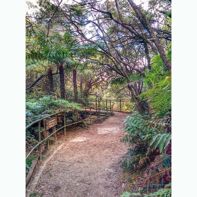 transfer print, tree, auto post production filter, growth, the way forward, plant, nature, footpath, built structure, railing, tranquility, fence, green color, day, grass, diminishing perspective, architecture, outdoors, no people, tranquil scene