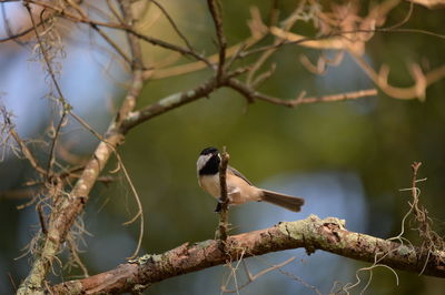 Chickadee on a branch