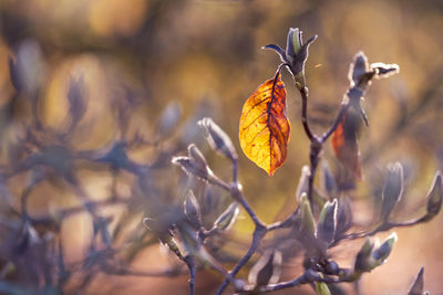 Close-up of dry leaves on branch