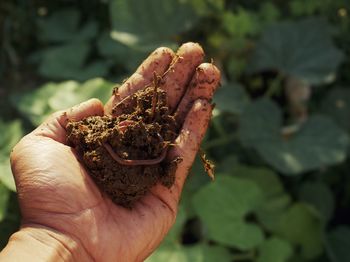 Close-up of hand holding food