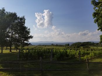 Scenic view of vineyard against sky