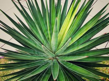 Close-up of fresh green plant