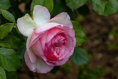 Close-up of pink rose