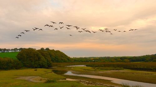 Bird flying over landscape at sunset