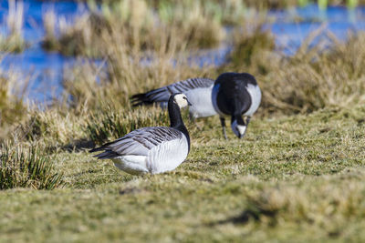 View of birds on grass