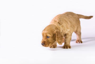 Portrait of a dog over white background