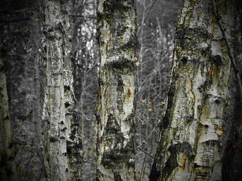 Full frame shot of tree trunk