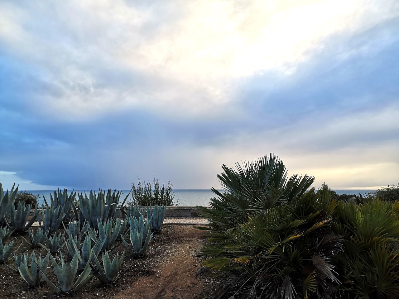 PLANTS GROWING ON LAND AGAINST SEA