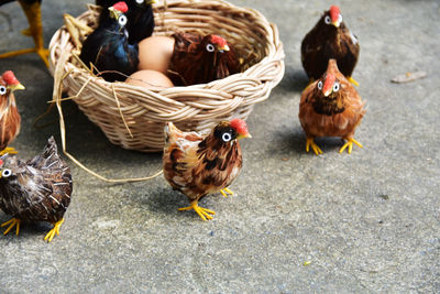 Artificial baby chickens on ground