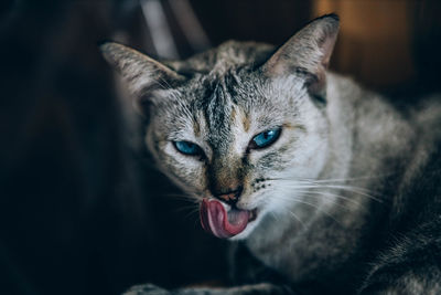 Close-up portrait of a cat