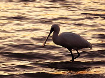 Bird in water