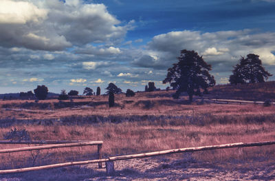 Trees on field against sky