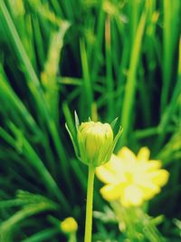 Close-up of yellow flowering plant