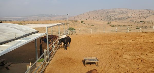 View of an animal on beach