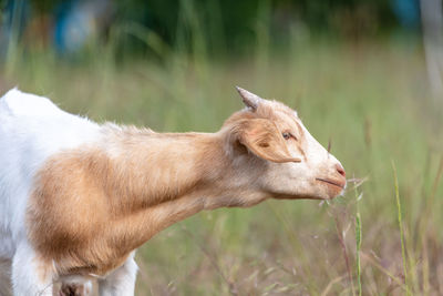 Close-up of deer on field