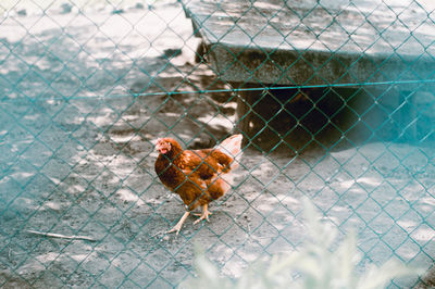High angle view of a bird on a fence