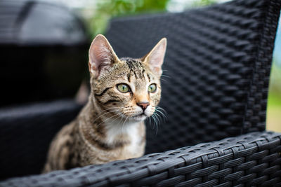 Close-up portrait of a cat