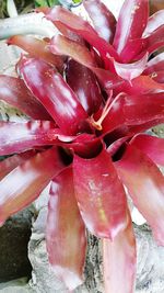 Full frame shot of red flower