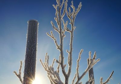 Low angle view of bare tree against blue sky