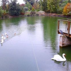 Birds in calm lake