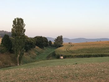 Scenic view of field against clear sky