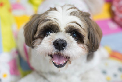 Close-up portrait of dog