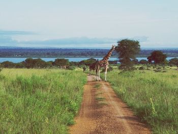 Scenic view of landscape against sky