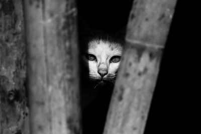 Portrait of cat on tree trunk