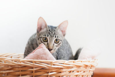 Portrait of a cat against white background