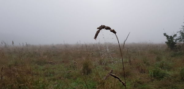 Plant growing on field against sky