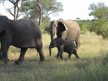 Elephant family